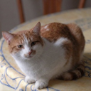 Tibanne Thecat (CHIEFPUSSY) Live Price, Chart and Marketcap