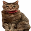 Tsutsuji Doge's Sister
