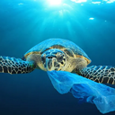 Unbagging The Ocean (UNBAGGED) Live Price, Chart and Marketcap