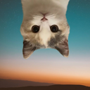UpSide Down Cat (USDC) Live Price, Chart and Marketcap