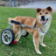 Buy Wheelchair Pup