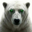 Buy White Polar Bear