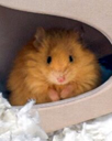 Woolly Mouse Live Price, Chart and Marketcap
